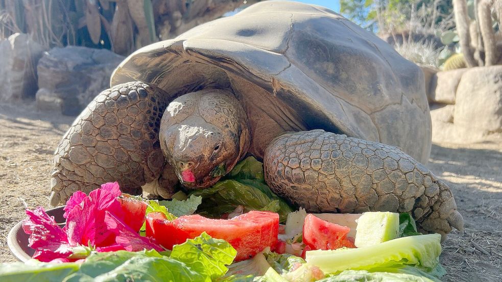 Gramma wurde sehr alt. Foto: San Diego Zoo Wildlife Alliance/