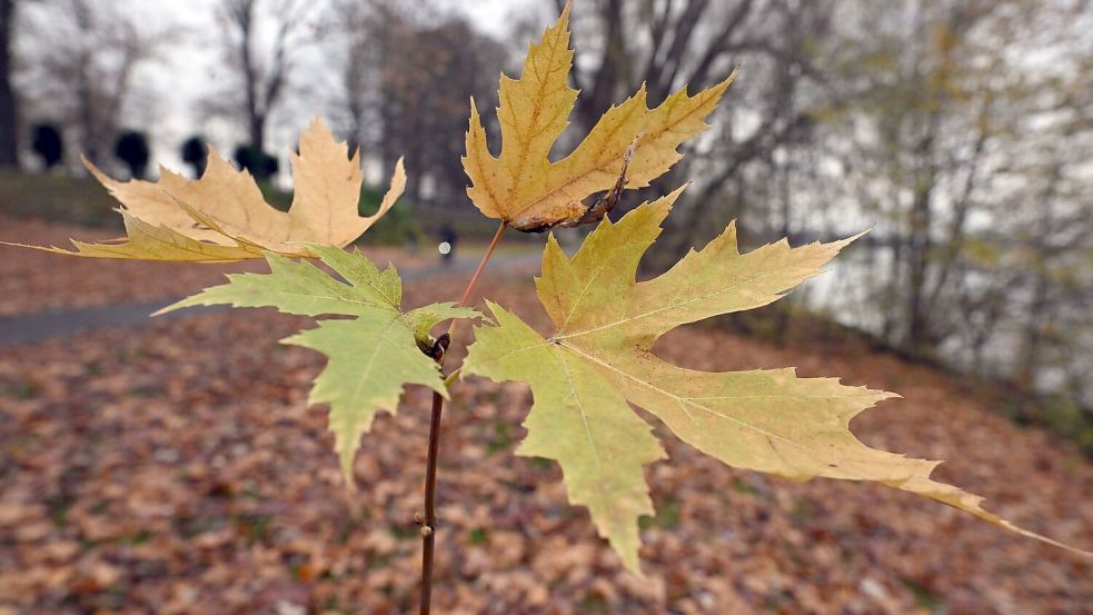 Der Deutsche Wetterdienst gibt an diesem Freitag seine Bilanz für den Herbst bekannt. (Symbolbild) Foto: Federico Gambarini
