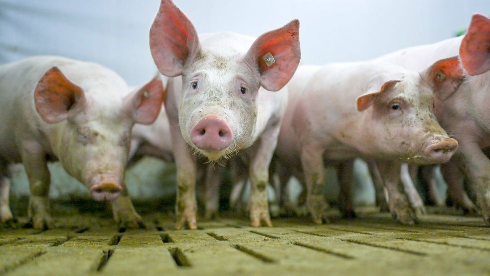 Die „Zukunftswerkstatt Schwein“ fand Einzug in die Haushaltsdebatte. (Symbolbild) Foto: Lars Klemmer
