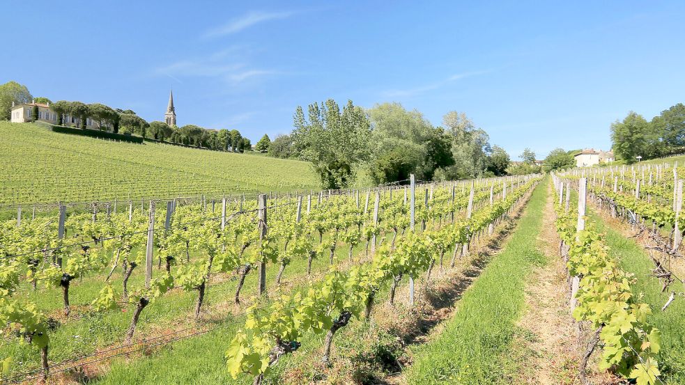 Die für die um Bordeaux gelegene Region Bordelais typischen Weinberge schrumpfen. Foto: IMAGO/depositphotos