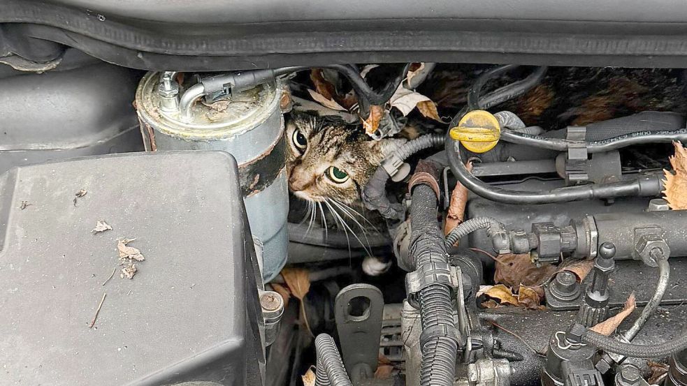 Fachleute haben den Motor so zerlegt, dass sie die Katze befreien konnten. Foto: --/Berufsfeuerwehr Augsburg/dpa