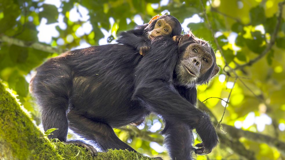 Die Forschenden haben die Schimpansen teils monatelang im Kibale-Nationalpark in Uganda beobachtet. Foto: IMAGO / Nature Picture Library
