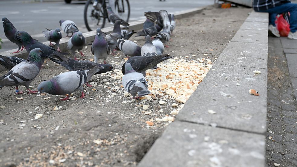 Reste vom Tauben- oder Entenfüttern können die Nager anlocken. Foto: DPA
