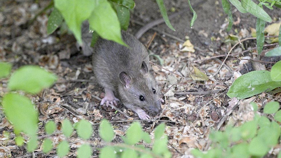 Eine Ratte in einem Vorgarten in Moabit. Foto: DPA