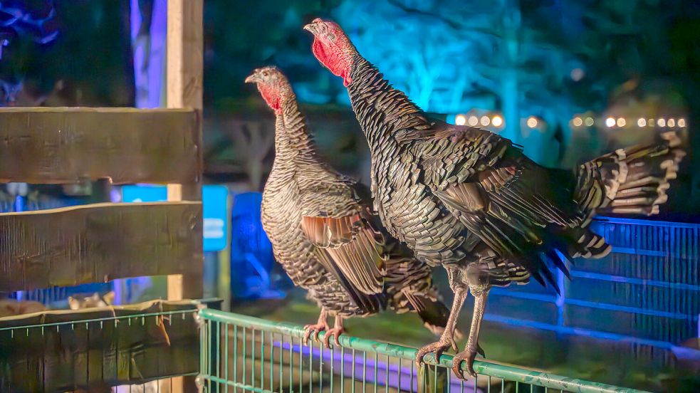 Zwei Truthähne warten neugierig auf Besucher. Foto: Folkert Bents