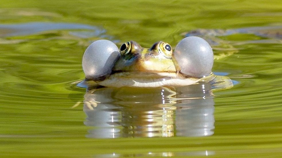 Einige Wasserfroscharten könnten künftig besser geschützt werden. (Illustration) Foto: Soeren Stache