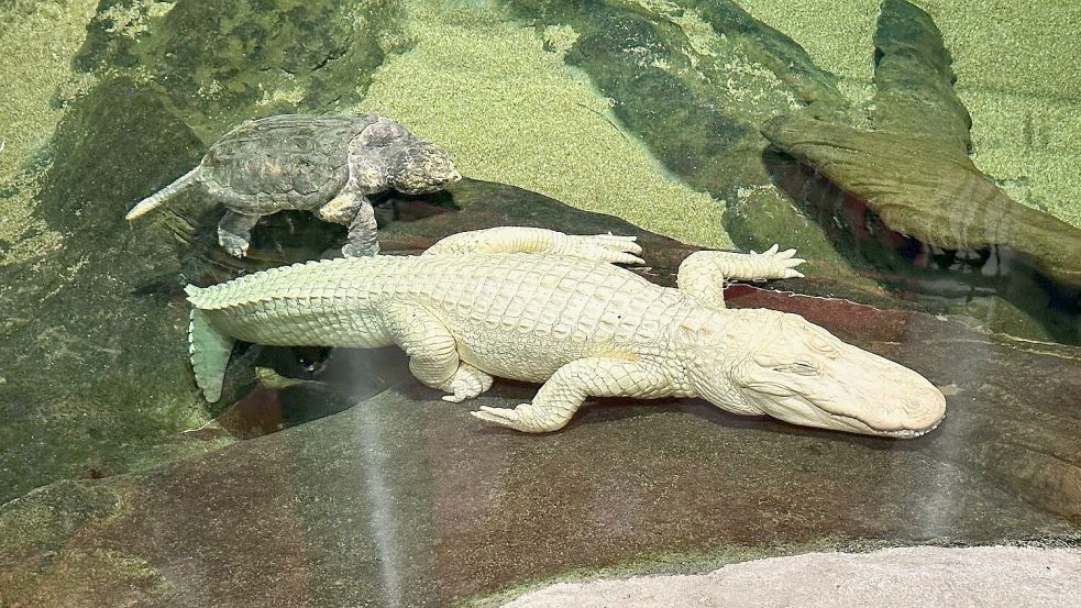 Albino-Alligator Claude lag meist regungslos auf einem beheizten Felsen oder schwamm mit Schildkröten durch sein Becken. (Archivbild) Foto: Jeff Chiu/AP/dpa