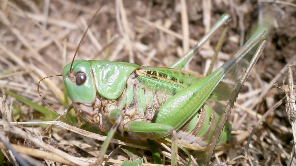 Seinen Namen erhielt der Warzenbeißer aufgrund eines alten Volksglaubens. (Foto - Handout) Foto: Schmitt/Senckenberg/dpa