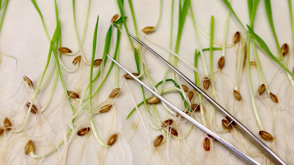 Die neuen Vorgaben müssen noch vom EU-Parlament und den EU-Staaten bestätigt werden. Normalerweise ist das Formsache, wenn sich die Unterhändler der Institutionen zuvor auf einen Kompromiss geeinigt haben.(Archivbild) Foto: Matthias Bein