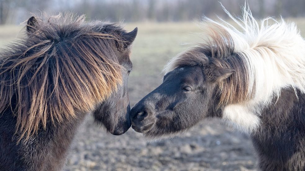 Zwei Ponys stehen auf einer Weide. Symbolfoto: DPA