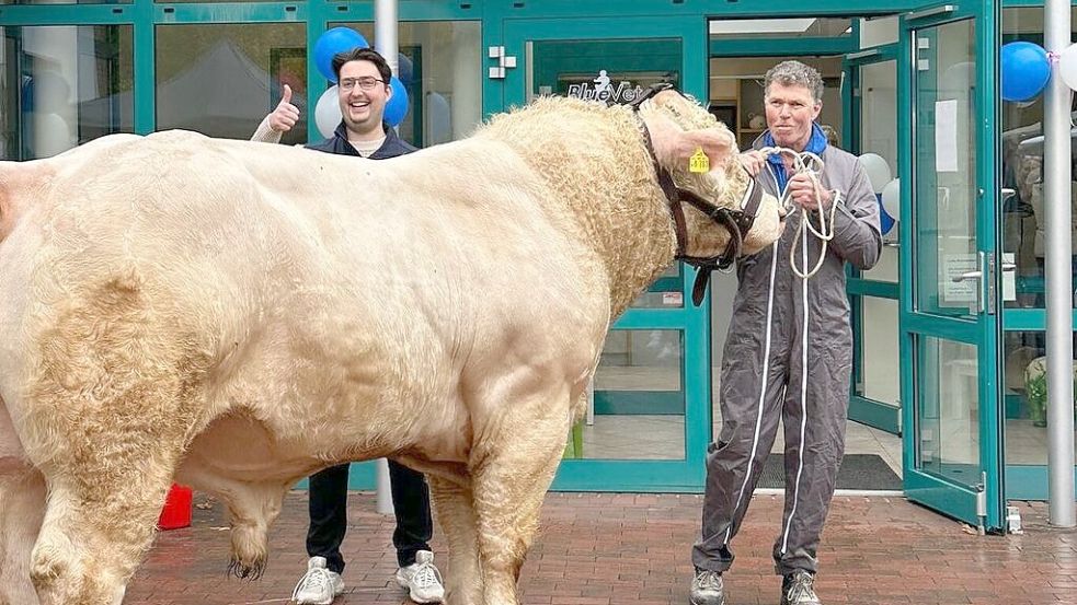 Felix Hamke (links) begrüßt Charolais-Bulle Hernandez und seinen Besitzer Rainer Moormann. Foto: BlueVet