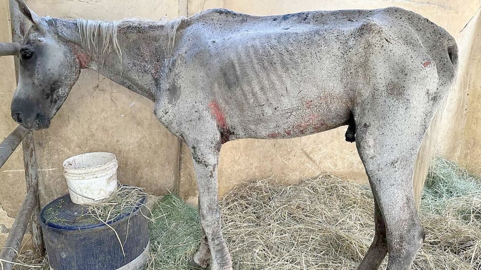 Völlig abgemagert sind mangels Futter und Ruhepausen viele der Tiere, die für die Touristen zum Einsatz kommen. Foto: privat
