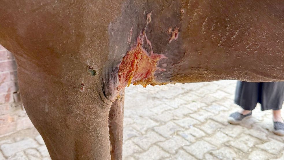 Eine Wunde an einem Pferd: Viele Tiere müssten medizinisch versorgt werden, berichtet Julia Post. Foto: privat