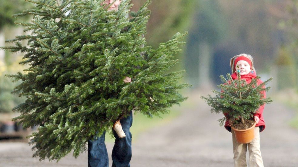 Setzen die meisten Deutschen überhaupt noch auf Naturbäume? Oder laufen ihnen Kunstbäume Rang ab? Foto: dpa/Carsten Rehder