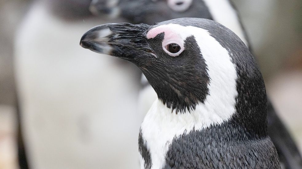 Brillenpinguin (Spheniscus demersus) Foto: Sebastian Kahnert