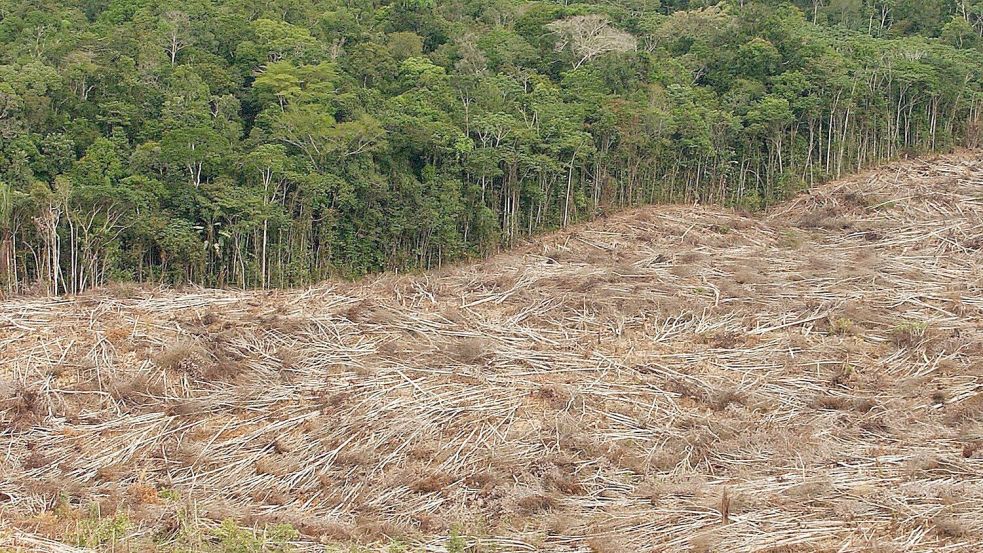 Abholzung des Regenwalds im Amazonasgebiet in Brasilien. Foto: Marcelo Sayao/epa efe/dpa
