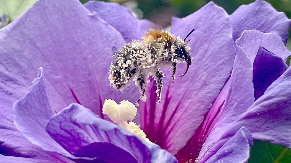 August „Gepuderter Plüschmors“: Ein Leserfoto von Elfriede Mika aus Südbrookmerland.