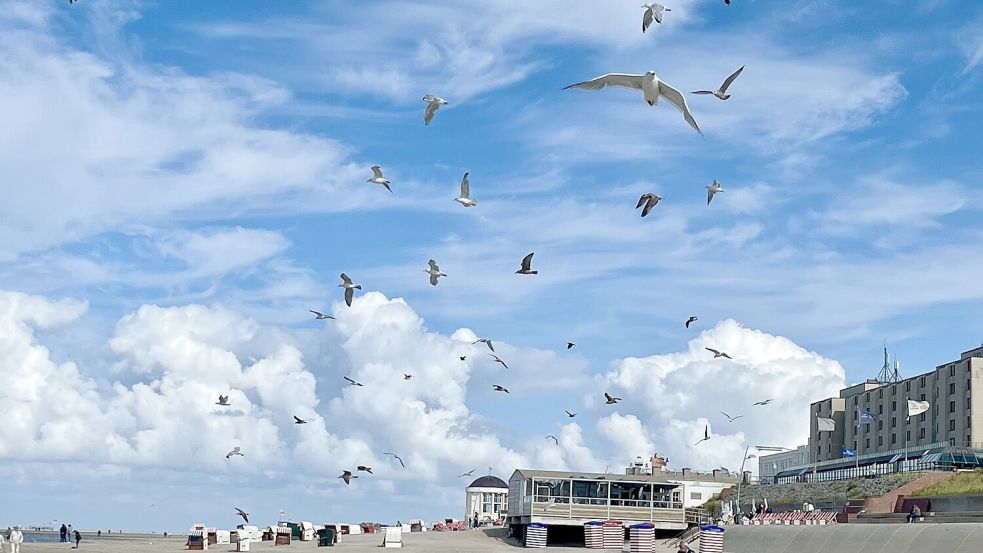 September „Immer einen Flügelschlag voraus“: Ein Leserfoto von Helma van Mark aus Aurich-Walle.