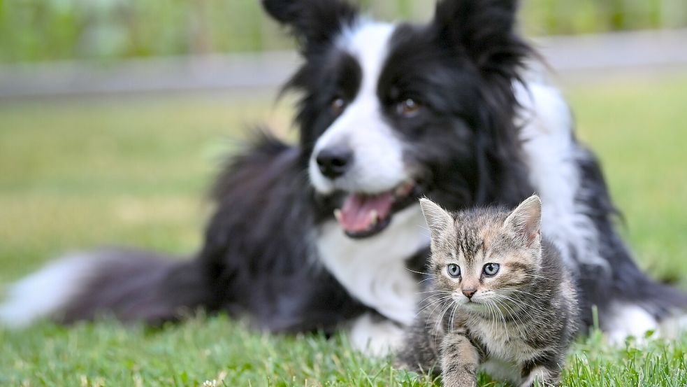 In Ihlow gibt es viele Hunde und Katzen. Für Hunde könnten bald höhere Abgaben fällig werden. Foto: DPA