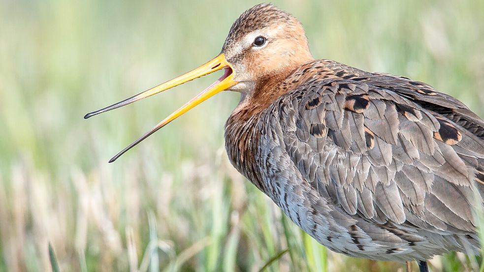 Unter anderem für Wiesenvögel wie die Uferschnepfe soll im Zuge der Kompensationsmaßnahmen etwas getan werden. Foto: Sina Schuldt/DPA