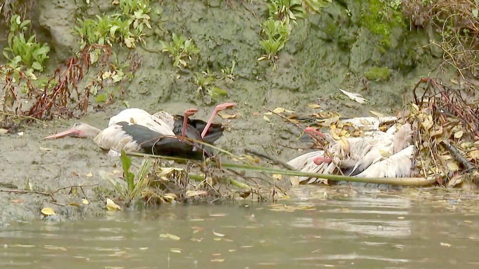 Grauenhafte Szenen: Verendete Störche im Hinterland Madrids. Foto: privat