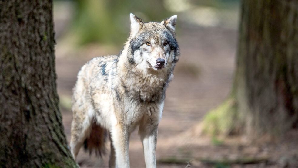 Laut Landesamt für Umwelt handelt es sich bei den Tieren im Video um Jungwölfe. (Symbolbild) Foto: Alexander Heinl/dpa