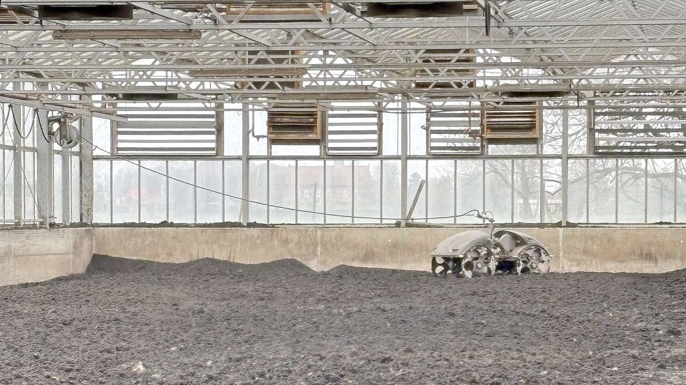 Schlammwendeschwein Klärchen ist unermüdlich in der Trocknungshalle unterwegs, um den Schlamm gleichmäßig zu trocknen. Foto: Karin Böhmer