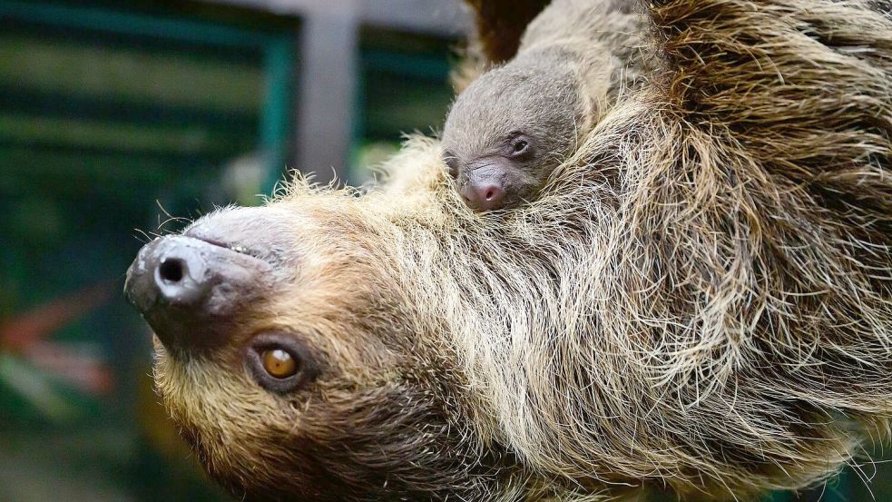 Die Faultiermama hatte schon im vergangenen Jahr ein Junges zur Welt gebracht. Foto: Philipp Schulze