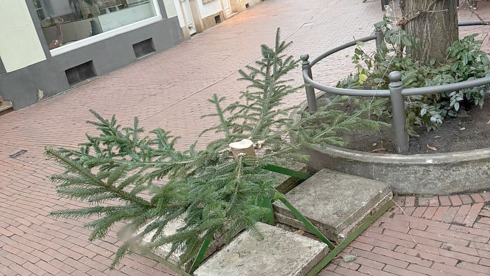 Vor der Sportsbar mit Biercarrée am Heger Tor in Osnabrück wurde eine Weihnachtstanne gestohlen. Foto: Rainer Knopp