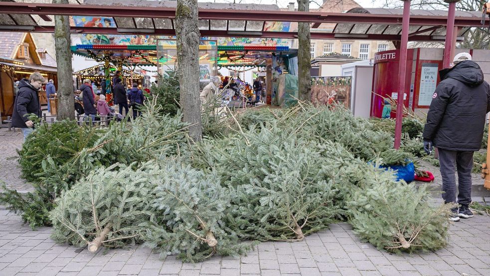 Neues Zuhause gesucht: Mit dem Ende des Weihnachtsmarkts in Osnabrück werden die Weihnachtsbäume verschenkt. Statt auf der Deponie landen viele davon in den Wohnzimmern von Osnabrückern. Foto: Sebastian Dannenberg