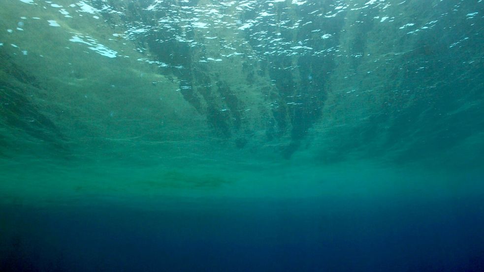 Auch Phytoplankton gehört WWF zufolge zu den Verlierern des Jahres. Foto: Philipp Kanstinger/WWF /dpa