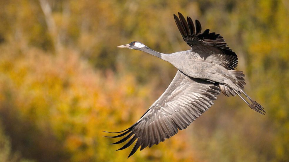 Auch vielen Vögel ging es weltweit schlechter, in Deutschland setzte vor allem die Vogelgrippe den Kranichen zu. (Archivfoto) Foto: Sina Schuldt