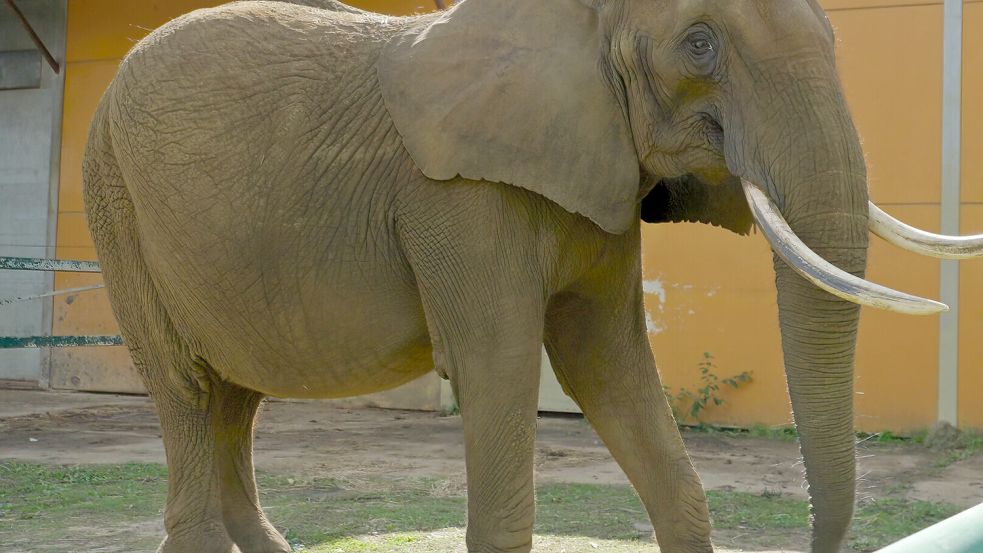 Die Elefantenkuh Kariba zieht schon bald in Europas erstes Schutzgebiet für Elefanten. Foto: Pakawi Park