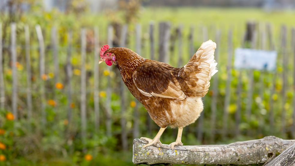 Ich wollt‘ ich wäre‘ ein Bio-Huhn – und hätt‘ nich viel zu tun. Foto: IMAGO/MiS