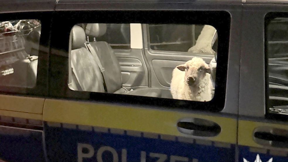 Die Polizei sperrt das entlaufene Schaf in den Streifenwagen. Foto: Polizeipräsidium Konstanz/dpa