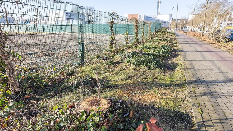 Rund ein gutes Dutzend Bäume, die das frühere Gelände des Containerdienstes Damke im Osnabrücker Stadtteil Fledder säumten, sind möglicherweise widerrechtlich abgeholzt worden. Foto: Denise Matthey