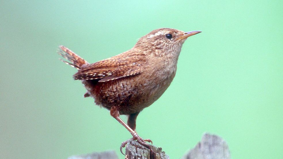 Kritisch wird es vor allem für kleine Tiere schnell. (Archivbild) Foto: -/NABU/dpa