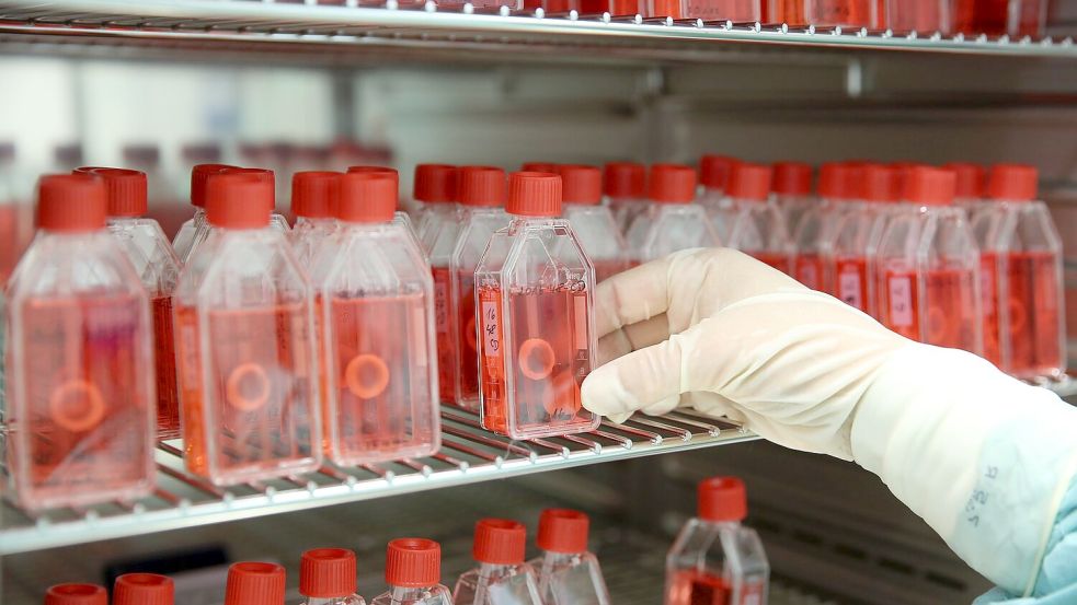 In einer Gewebebank zeigt eine Mitarbeiterin den Brutschrank mit präparierter menschlicher Hornhaut. Foto: Bernd Wüstneck