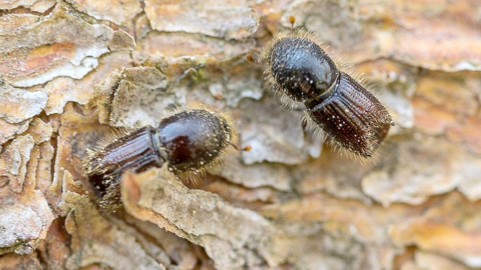 So genannte Buchdrucker, eine Käferart aus der Familie der Fichtenborkenkäfer, sitzen auf der Rinde einer Fichte. (Archivbild) Foto: Andreas Arnold