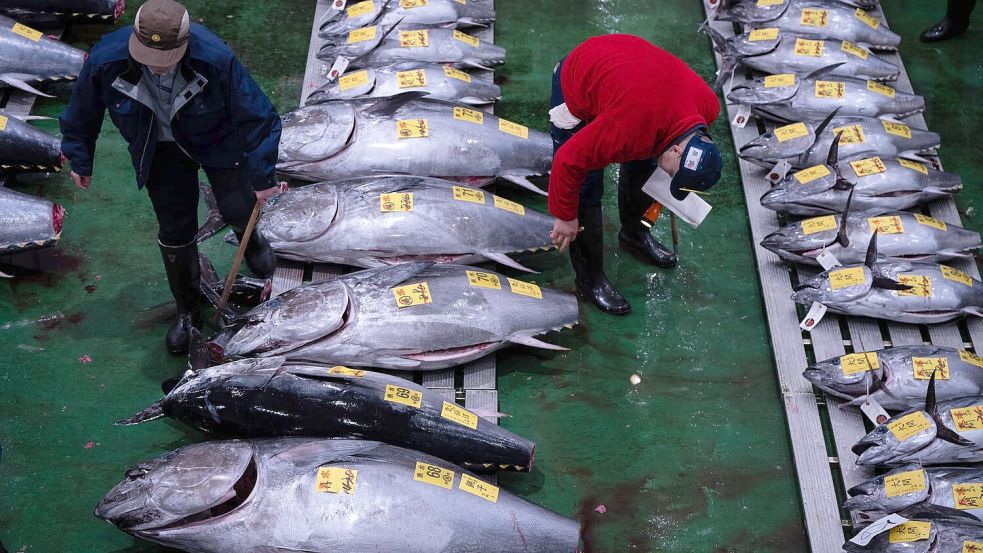 Die Gebotspreise für Thunfisch haben sich nach einem starken Einbruch durch die Coronavirus-Pandemie erholt. Foto: Louise Delmotte/AP/dpa