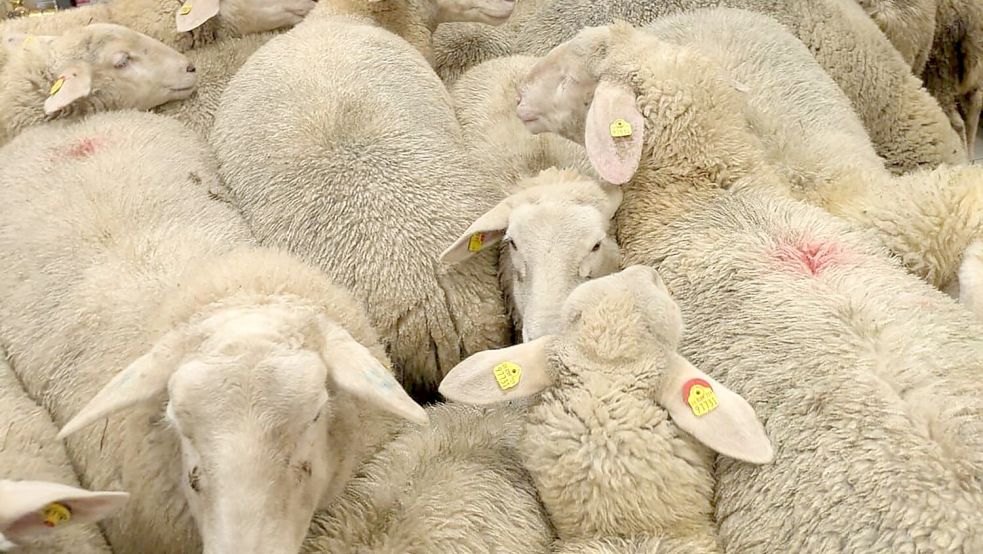 Schafe im Supermarkt - gekauft haben sie nichts. Foto: -/REWE Group/dpa