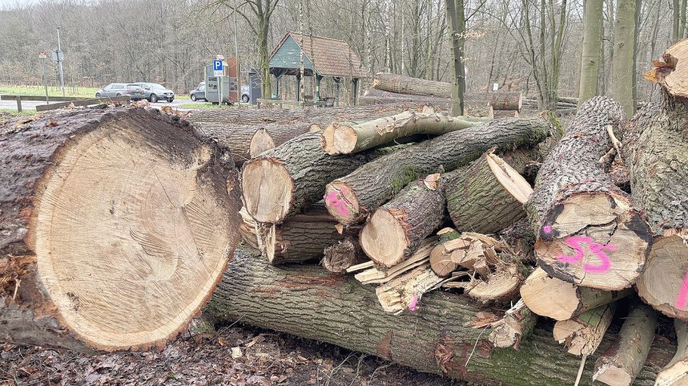 Die Stämme liegen an der Einfahrt des Parkplatzes des Ihlower Klosters. Foto: Lasse Paulsen