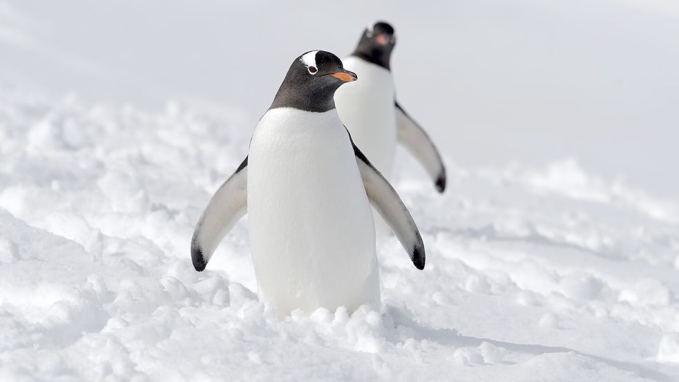 Langsam, stabil und kontrolliert: So kommen Pinguine sicher durch den Schnee und über das Eis. Orthopäden und Unfallchirurgen raten, diese Methode nachzuahmen.. Foto: Imago/Imagebroker