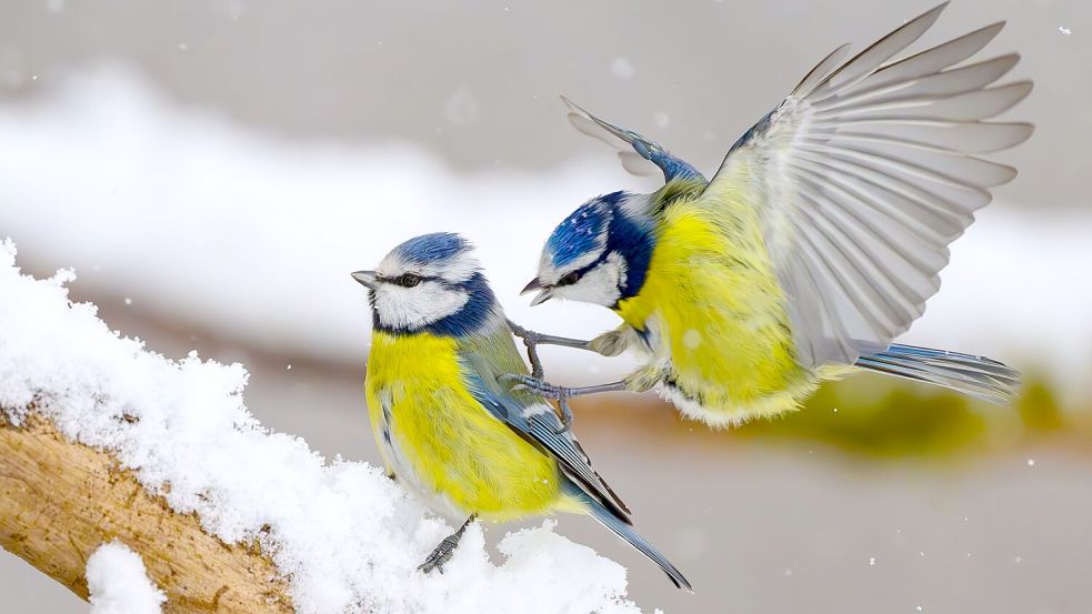 Gerade wenn es kalt ist, kann an den Futterstellen viel los sein. (Symbolbild) Foto: Patrick Pleul