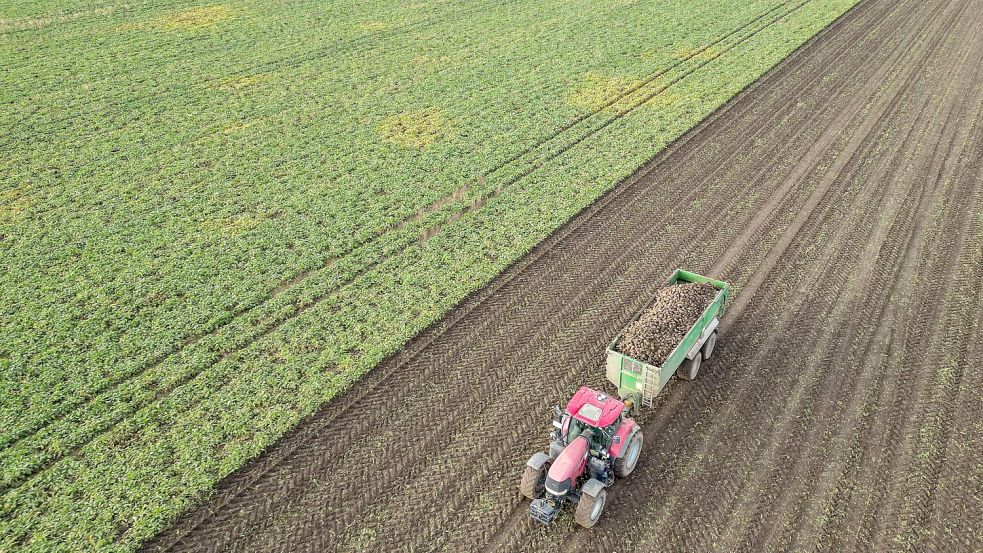 Die Preise für viele Agrarprodukte sind derzeit unter Druck. (Archivbild) Foto: Jan Woitas