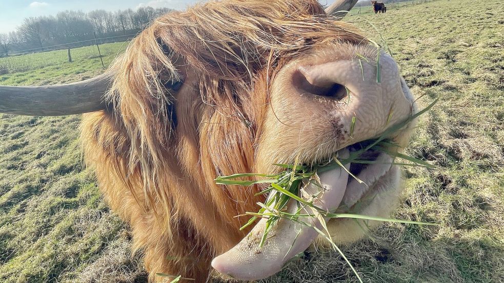 Titelverteidigerin: Das frische Gras zergeht dem schottischen Hochlandrind auf der Zunge. Elfriede Mika aus Südbrookmerland sah die Szene und drückte im richtigen Moment ab. Das Foto machte sie zur ON-Leserfotografin des Jahres 2024.