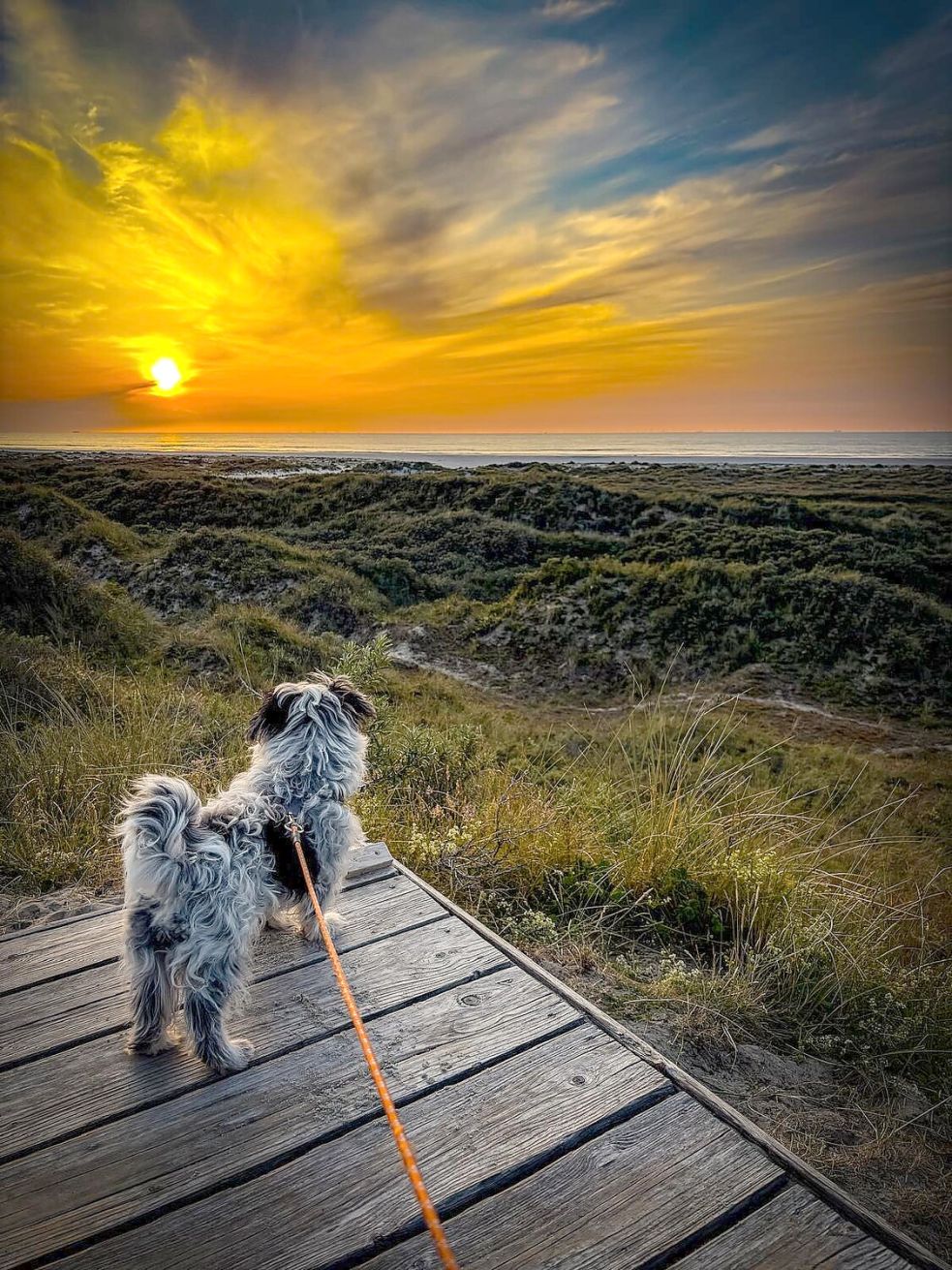 Juli: Das Leserfoto „Wenn die Sonne im Meer versinkt“ stammt von Waltraud Saebel aus Aurich.
