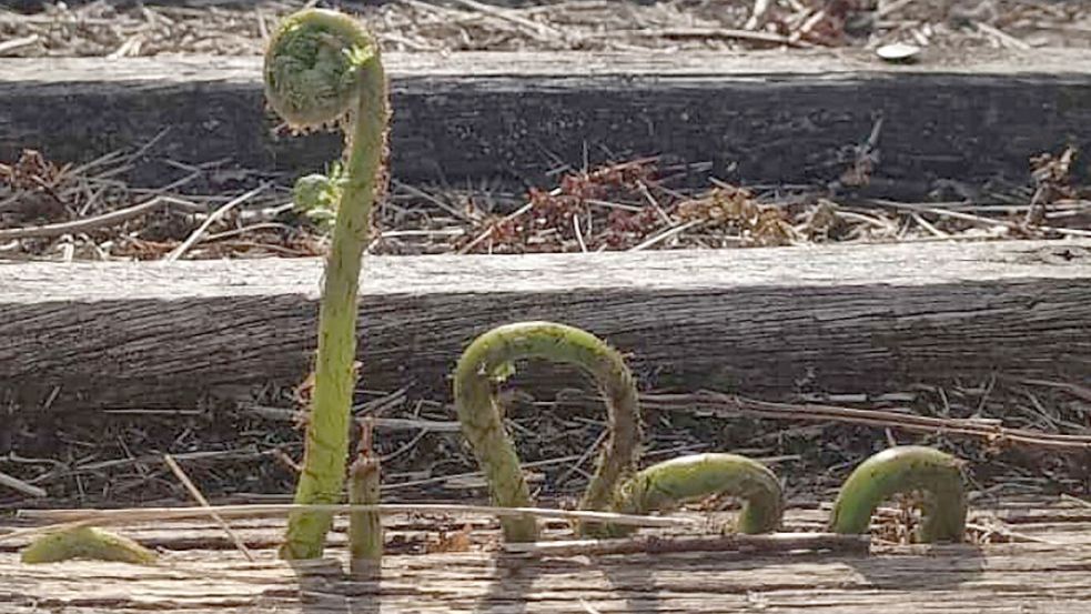 Juni: Das Leserfoto „Überraschende Sichtung“ stammt von Matthias Goldenstein aus Südbrookmerland.
