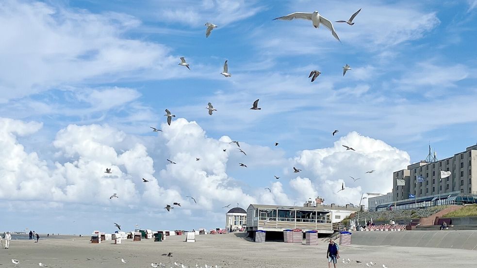 September: Das Leserfoto „Immer einen Flügelschlag voraus“ stammt von Helma van Mark aus Aurich-Walle.