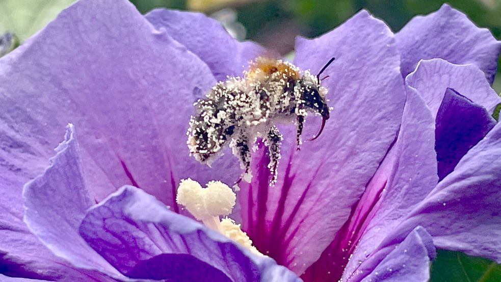 August: Das Leserfoto „Gepuderter Plüschmors“ stammt von Elfriede Mika aus Südbrookmerland.
